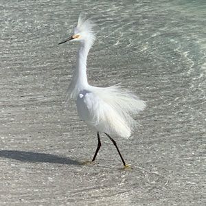 Meet your Posher, Patty